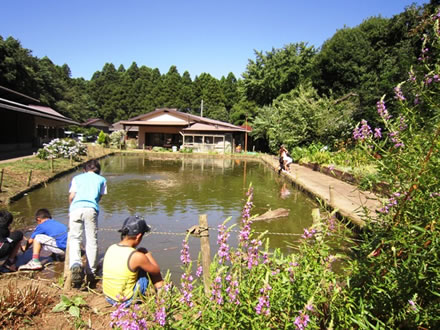 池のまわりでザリガニを探している様子