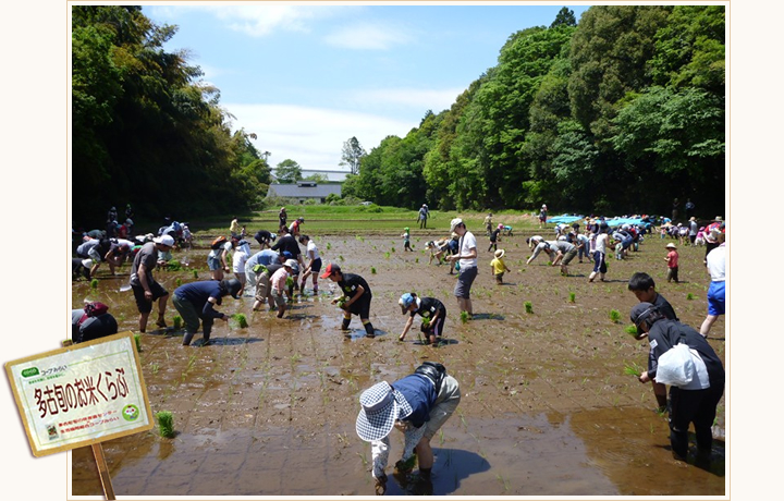 多古旬のお米くらぶ 田植え風景の写真