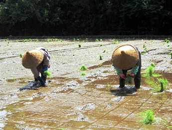 田植え生産者見本の写真