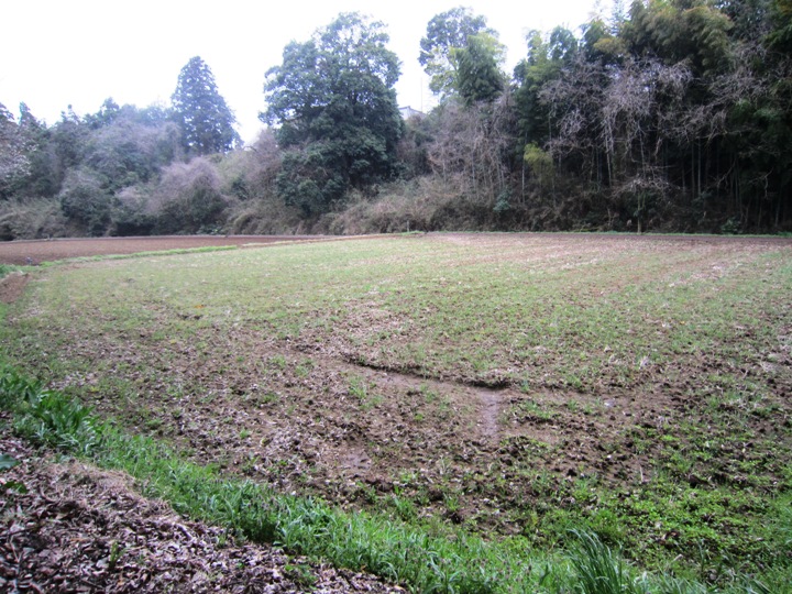 5月には、参加者の皆さんの手によって田植えがされます。