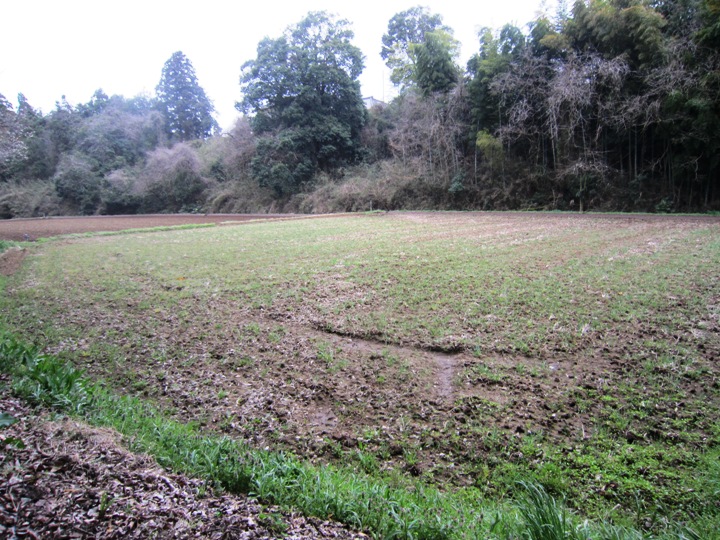 5月には、参加者の皆さんの手によって田植えがされます。