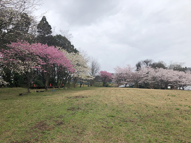 桜の写真