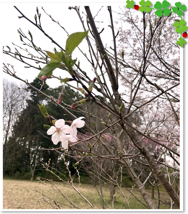 夜の森のさくらの写真