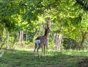 20260418_003_sika.jpg