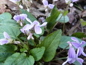 20260418_005_sumire.jpg