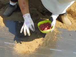 落花生の種は、1つの穴に2粒ずつ載せて軽く土をかぶせます。