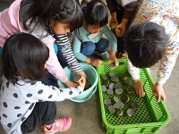 乾燥を防ぐために種イモの切り口に灰をつけます。子どもたちも大活躍！