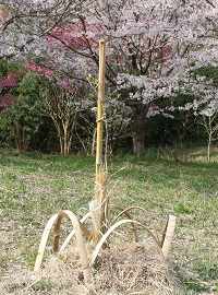 コープふくしまの協力のもと、福島より寄贈された桜の苗木