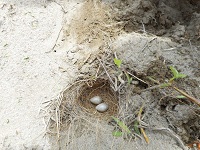 畑の真ん中に「ひばりの巣」。中には2つの卵が！小さな命に子どもも大人も感動しました。