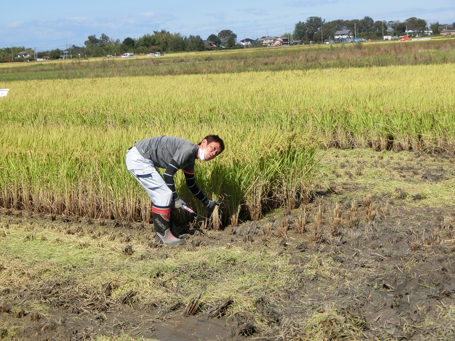 ＪA埼玉中央の皆さんより稲刈りの仕方を教わりました