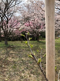 今年も頑張って芽ぶいた「夜の森桜プロジェクト」の桜。
