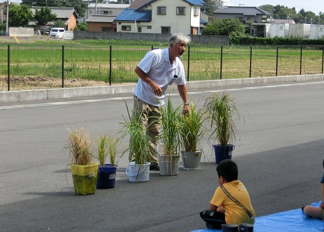 参加者の家庭で育てたバケツ稲の品評会
