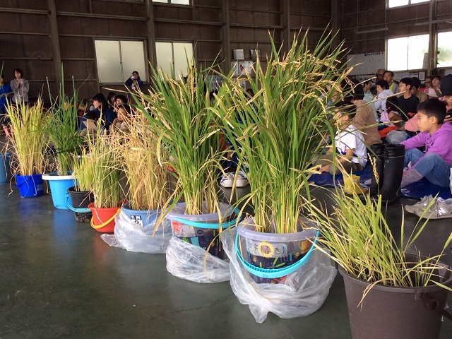 参加者の家庭で育てたバケツ稲の品評会