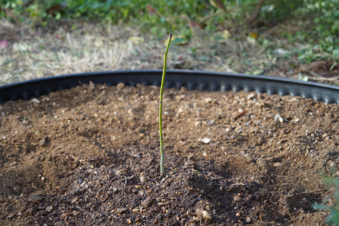 「被爆アオギリ二世」の苗