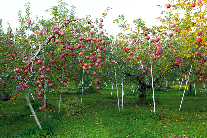 収穫直前のりんご畑の写真