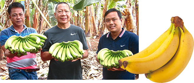 高原バナナと生産者の写真