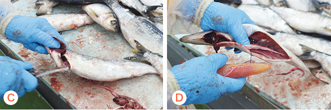 解凍・腹出しの様子